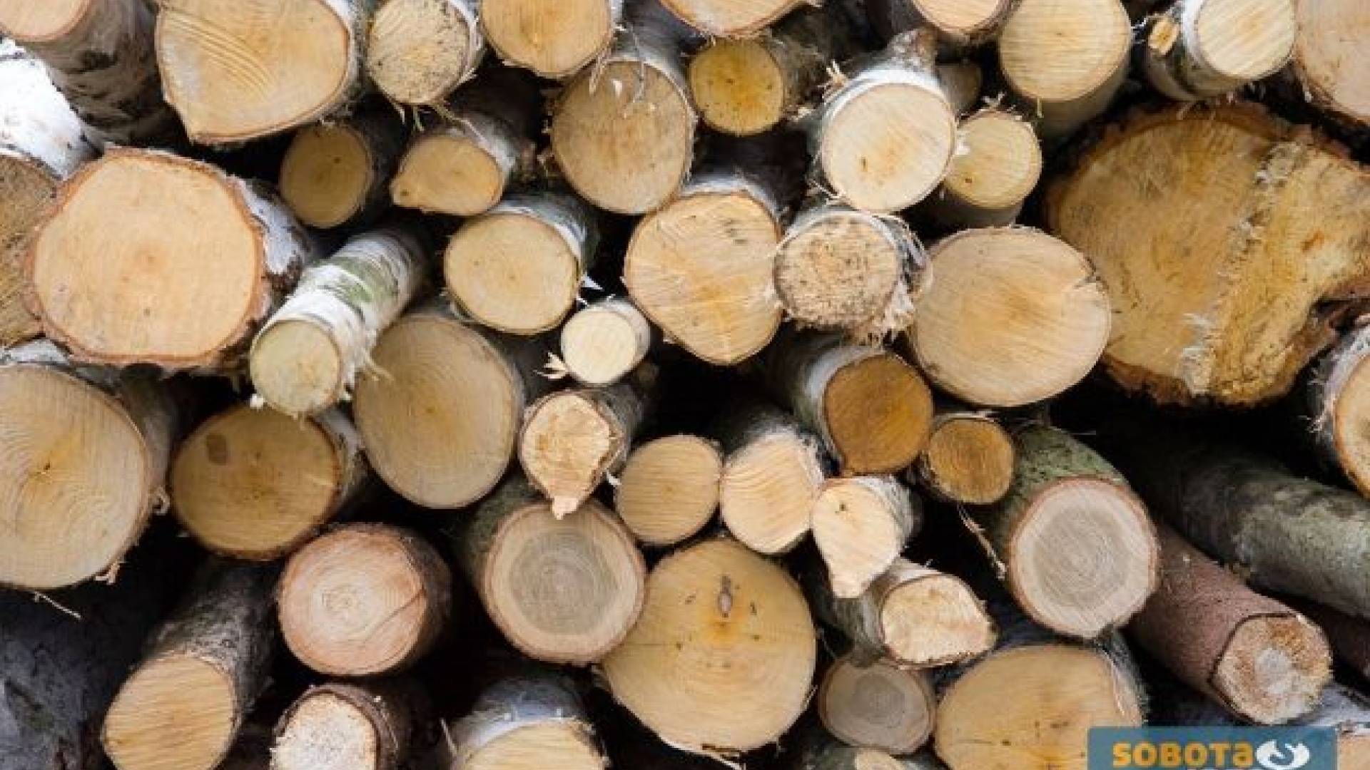 kraja dreves bukve.jpg