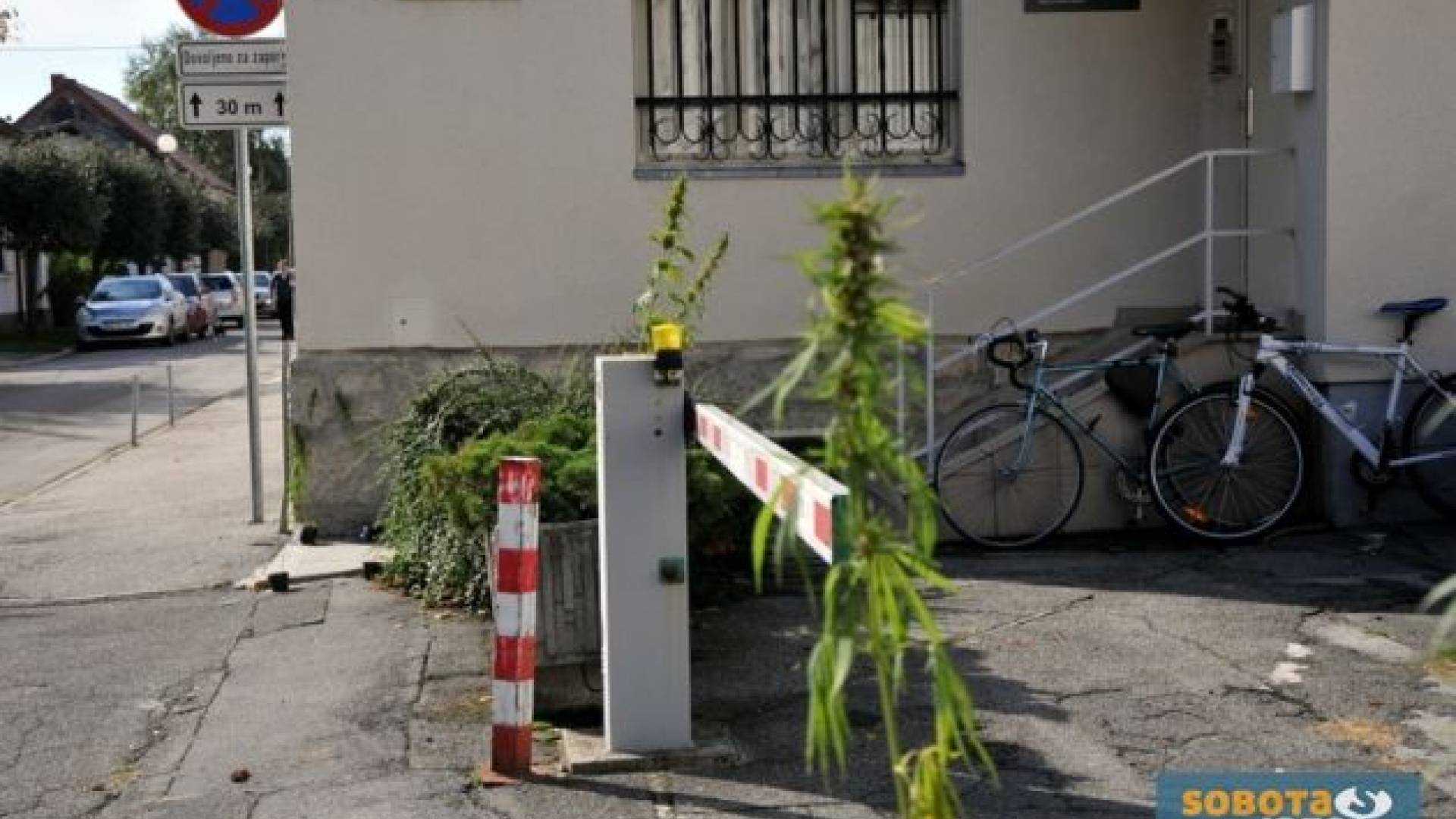 Zjutraj so bilo na večih mestih okoli sodišča in zapora v Murski Soboti postavljene sadike konoplje, ki so jih prinesli podporniki Božidarja Radišiča.