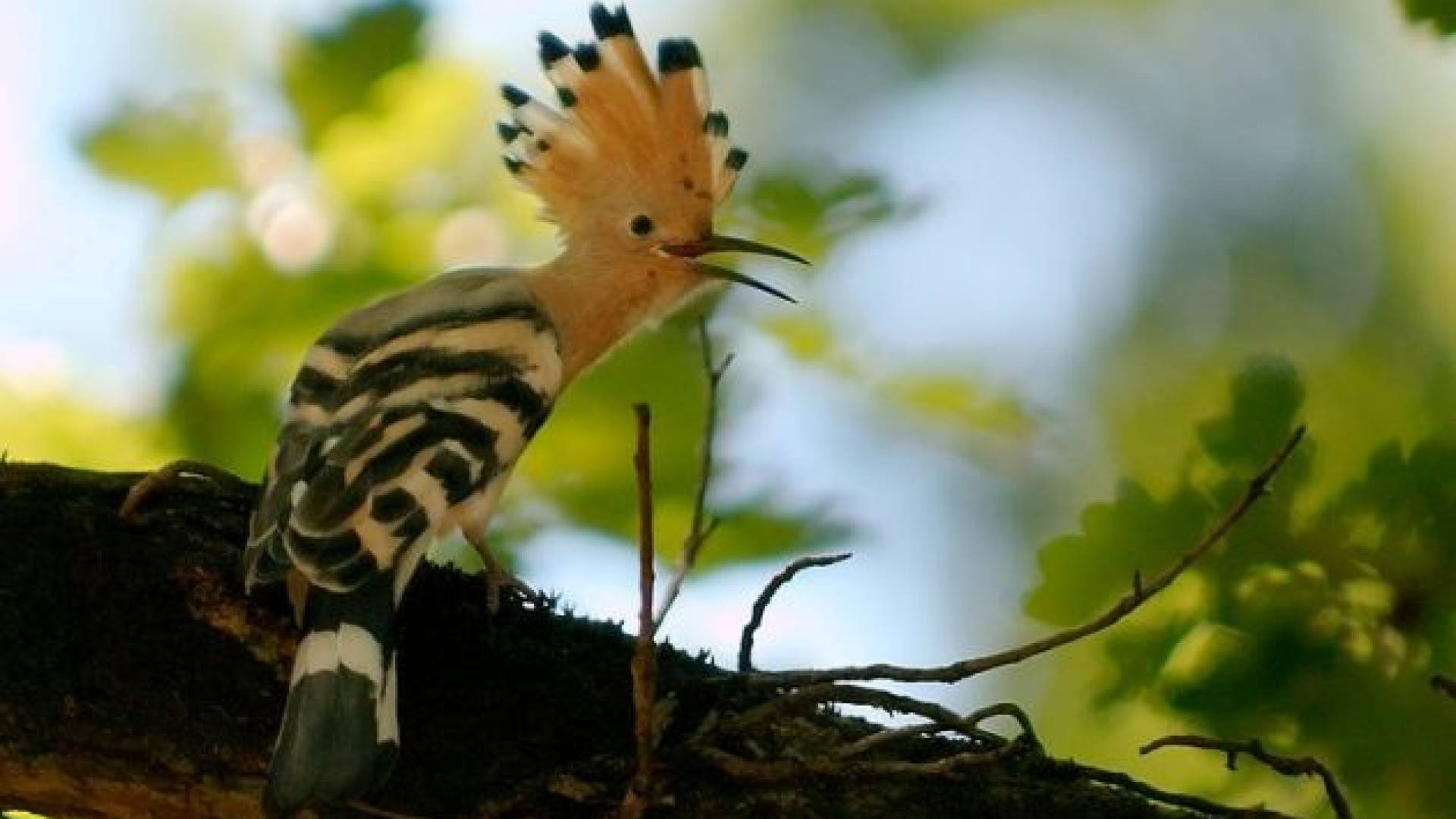 Smrdokavro ali po domače upkača je zaradi izrazitega perja skorajda nemogoče zamenjati s kakšno drugo ptico.