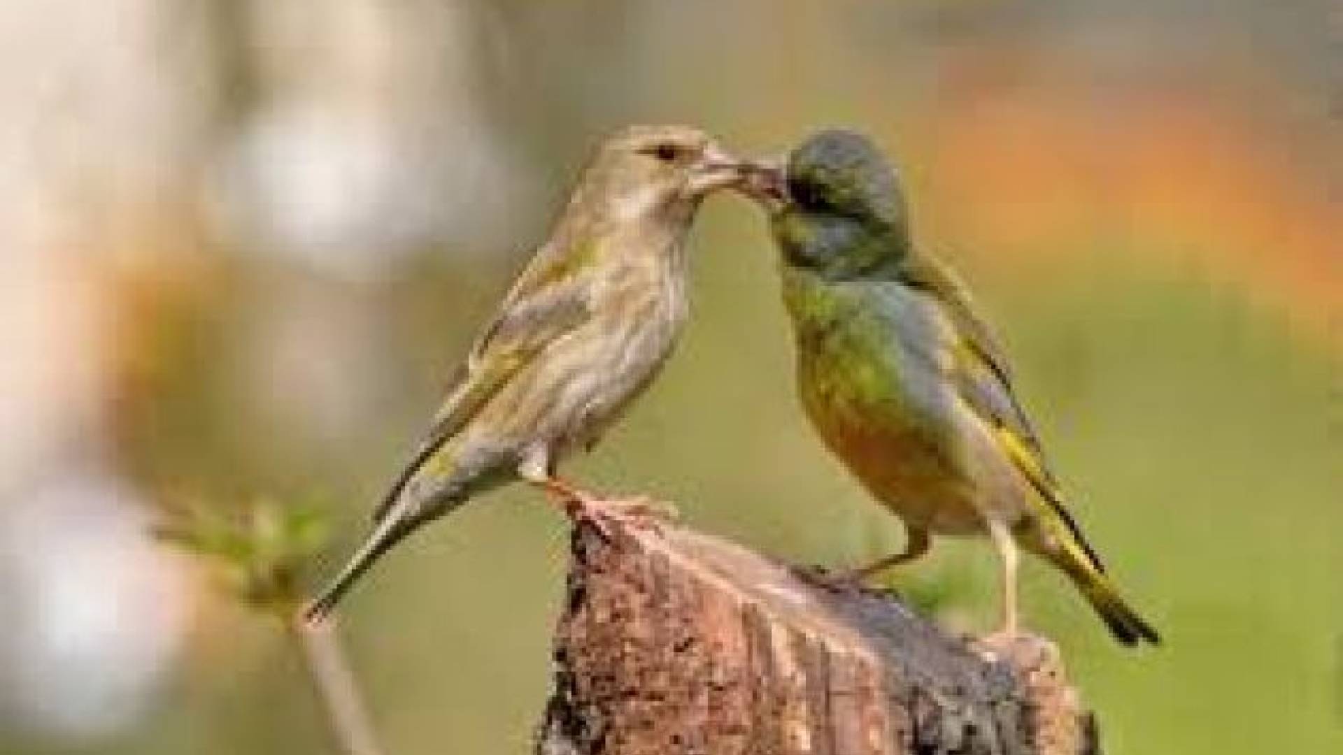 Spomladi se ptički ženijo..jpg