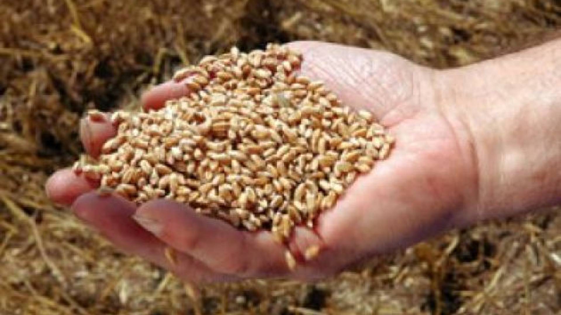 Panvita in srbska skupina MK Grupa nista našli skupnega jezika z lastniki Žita