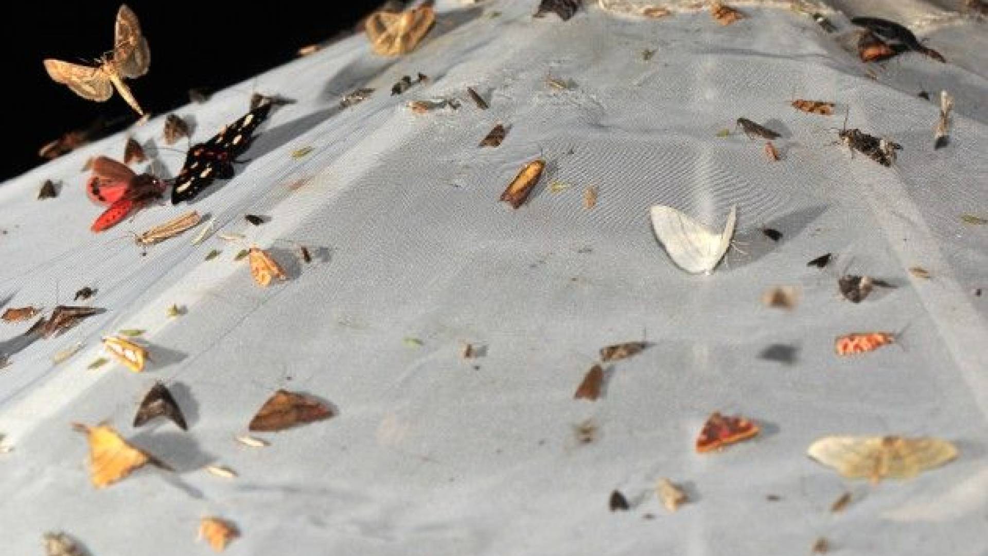 Nočni metulji ali "comprce" so se prišli kazat v svetlobne lovilne pasti.