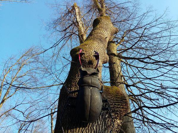 Pri informacijski točki Rogač lahko posedate na edinstveno oblikovanih poteh in si ogledate skulpturo hrošča. Gre za lep primer ponovne oživitve posekanih hrastov na tem območju. VIR: MOL. 