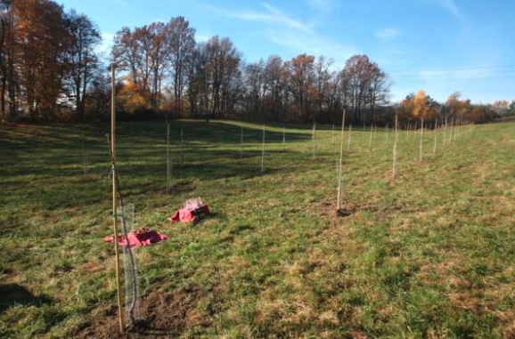 . Za strokovno oskrbo sadovnjakov in zasajanje dreves skrbi oddelek za sadjarstvo in vinogradništvo Kmetijskega inštituta Slovenije. 