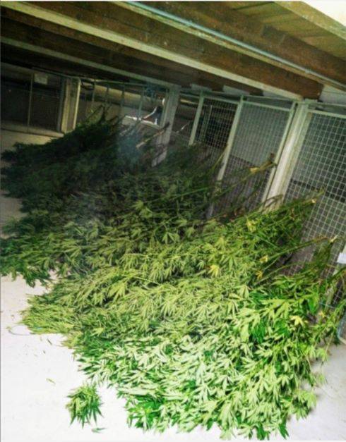 Policisti so zasegli 32 sadik prepovedane droge. VIR: PU Ljubljana. 