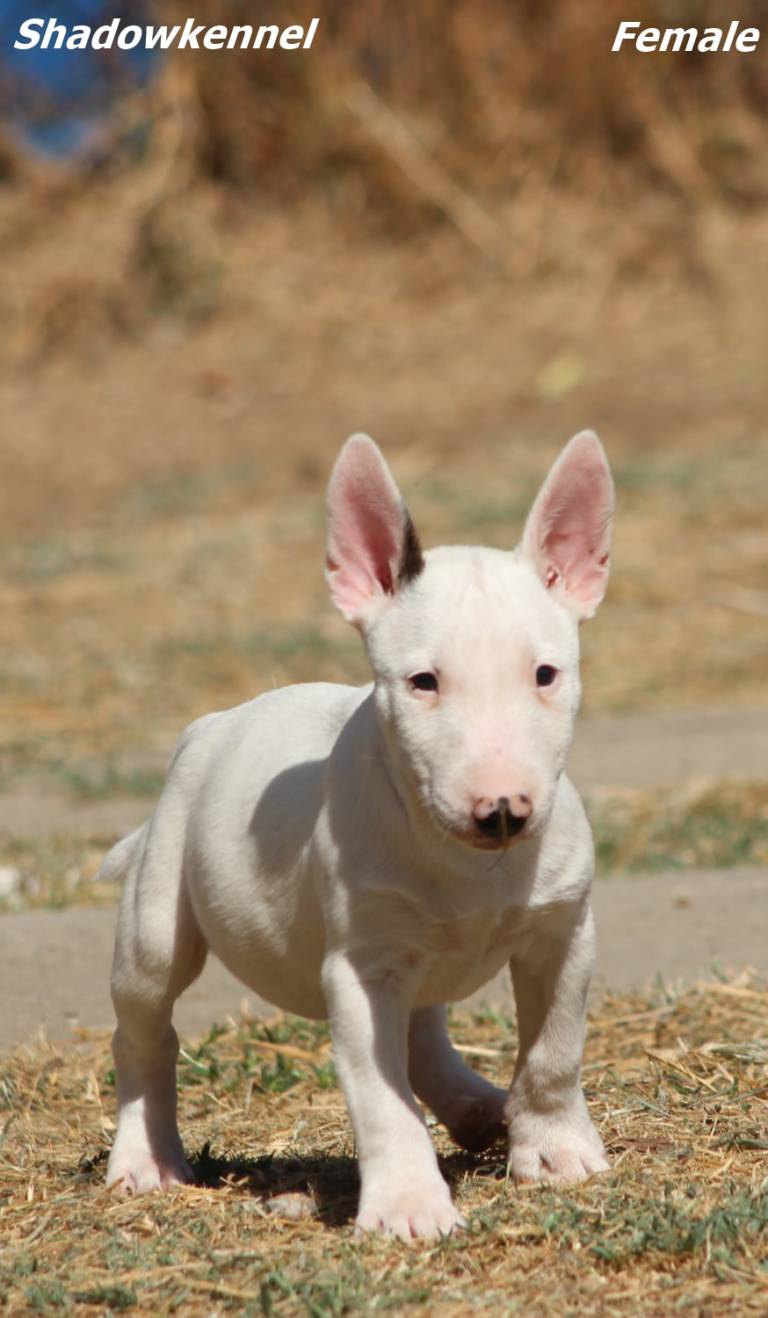 Mini Bull Terijer stenci | Sobotainfo.com
