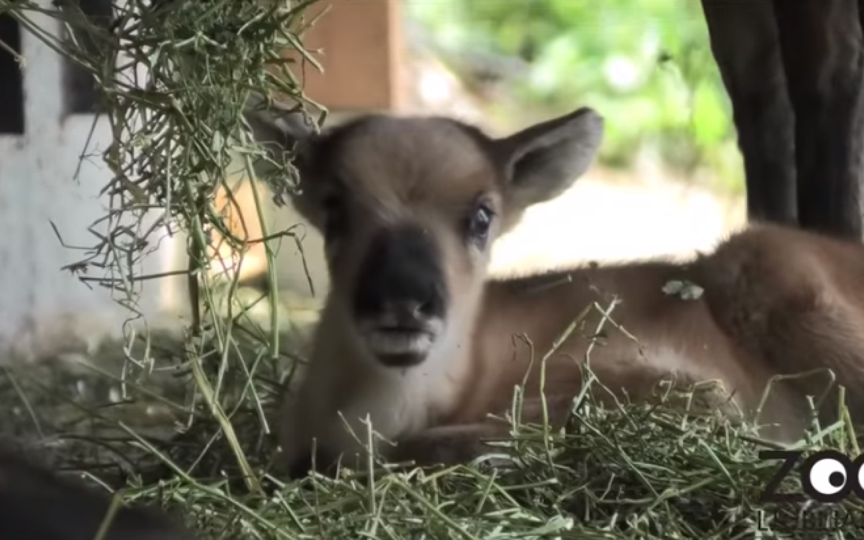 VIDEO: Poglejte prikupne mladiče severnih jelenov v ljubljanskem ...