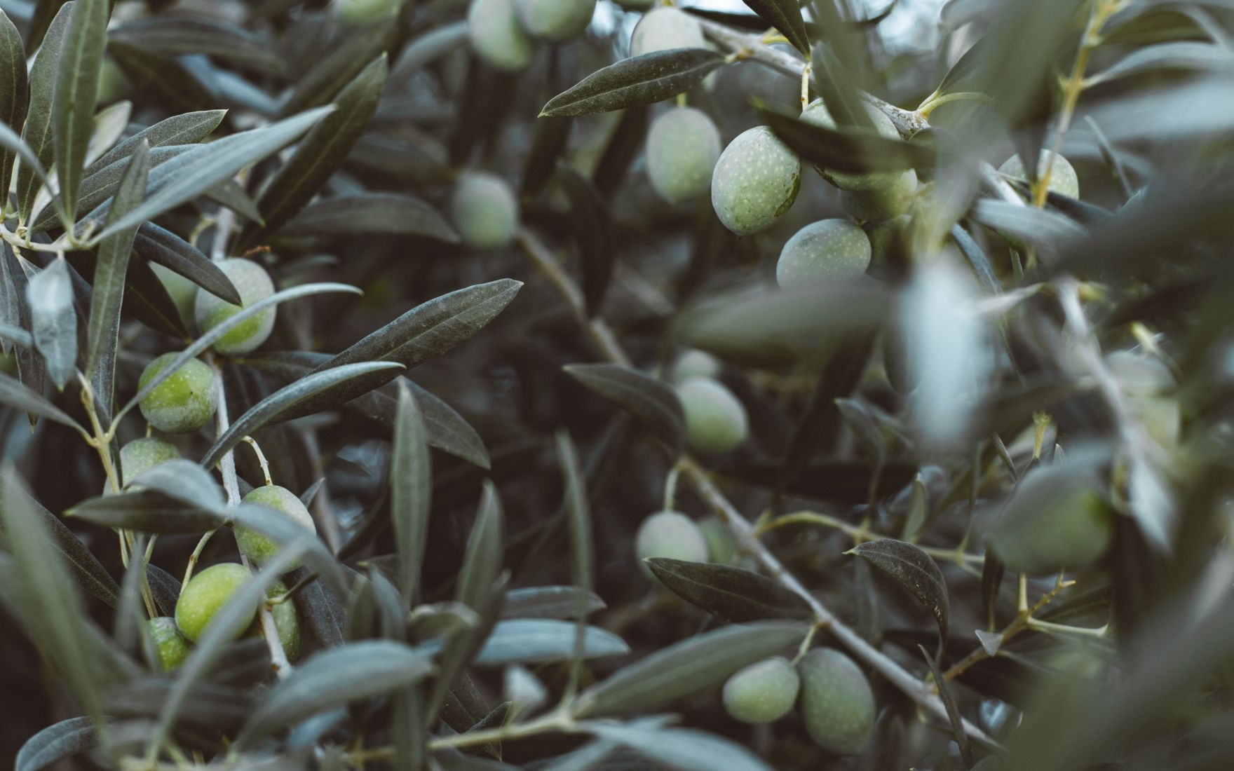 Svetovni dan oljke: Zelo cenjena v kulinariki, pomaga tudi pri ...