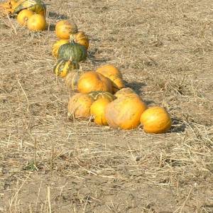 Profile picture for user santlp88