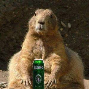 Profile picture for user brndžek