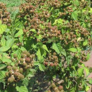 Profile picture for user strki