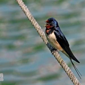 Profile picture for user Ena Lastovka