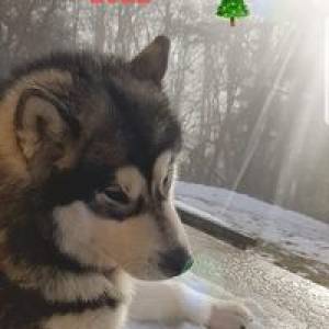 Profile picture for user robertrogac