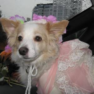 Profile picture for user Brane Kacjan