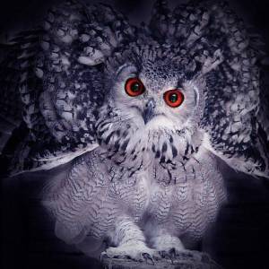 Profile picture for user Gladiator.