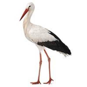 Profile picture for user Štorklaš