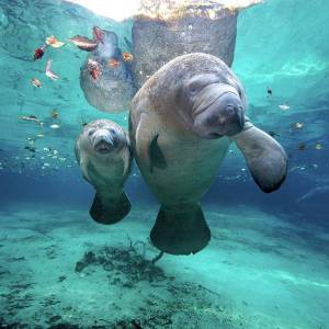 Profile picture for user Manatees